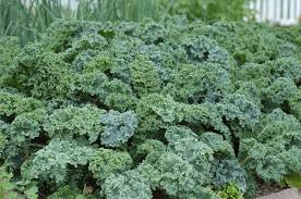 Image result for Brassica