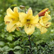 Lilium Golden Splendour Ist Eine Amerikanische Trompetenlilie Aus Den 1950er Jahren Lilien Fruhlingspflanzen Sommerblumen