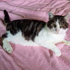 Pet Samaritans Home Facebook