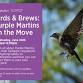 Birds & Brews: Purple Martins on the Move