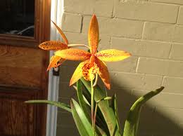 Image result for Angraecopsis amaniensis