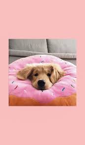 Wallpaper Goals In 2020 Cute Dog Wallpaper Puppy Wallpaper Puppy Wallpaper Iphone