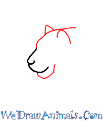 Draw cute baby animals, drawing cartoon animals, drawing cartoon characters, drawing pets tagged: How To Draw A Tiger