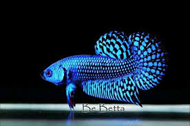 You can say these guys are out of this world! Blue Hybrid Alien By Bebetta Betta Fish Siamese Fighting Fish Betta