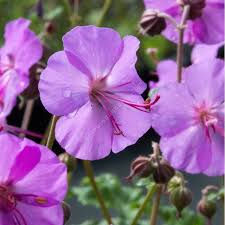 Accueil » vivaces » géranium vivace. Geranium Vivace A Fleur Rose Carmin Geranium X Cantabrigiense Karmina