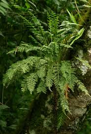 Image result for Asplenium rutifolium