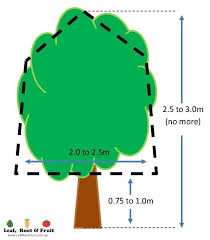 Fruit trees are trained into particular shapes to make them more productive, easier to manage and formative pruning (also referred to as framework pruning) is carried out in the first three years of. Citrus Growing Guide Part 4 Pruning And Shaping Of Citrus Trees Leaf Root Fruit Gardening Services