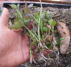 Image result for grapevine cuttings