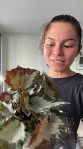 Plant Haul: Begonia Rex Varieties Comparison