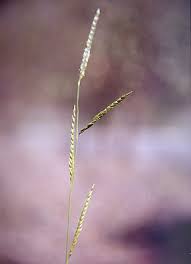 Image result for Eriochloa meyeriana