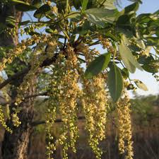 Image result for Burkea africana