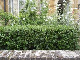 Hedges protect us from prying eyes, create intimacy, break the wind and protect our gardens. Which Hedge Is Right For My Garden The Middle Sized Garden Gardening Blog
