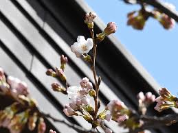 We did not find results for: æ±äº¬ é–å›½ç¥žç¤¾ã§æ¡œãŒé–‹èŠ± æ¥é€±æœ«ã‹ã‚‰è¦‹é ƒã« ã‚¦ã‚§ã‚¶ãƒ¼ãƒ‹ãƒ¥ãƒ¼ã‚¹