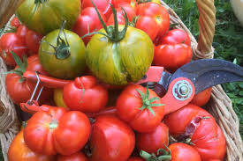Savoir Quand Il Faut Cueillir Les Tomates Jardipartage
