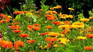 Ringelblume Calendula Blueten Garten Ringelblume Pflanzen Pflanzenlexikon