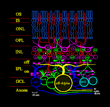 Cells | Free Full-Text | Spontaneous Depolarization-Induced Action  Potentials Of On-Starburst Amacrine Cells During Cholinergic And  Glutamatergic Retinal Waves
