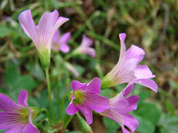 Image result for Oxalis debilis
