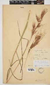 Image result for Hyperthelia dissoluta