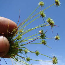 Image result for Isolepis