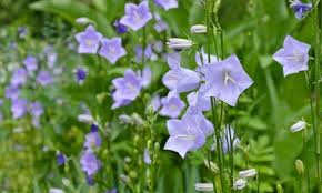 Campanula Persicifolia Peach Leaved Bellflower Fairy Bellflower Fairy Bells Peach Bells Petticoat Bellflower Will Rose Companion Plants Bellflower Plants