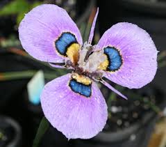 Image result for Moraea bella