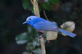 Birds That Start With Q Pin On Birds Of The World Monarchs