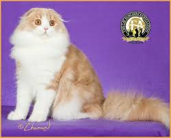 2nd Best Kitten Gc Nw Coupari Dustin Cream Tabby White Longhair Scottish Fold Cat Scottish Fold Fancy Cats Scottish Fold
