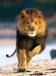 I Love Lions They Are Probably My Favorite Big Cats Ever Click Here To Find Out More Http Kok G Animals Animals Beautiful Majestic Animals