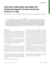 Pdf Fatal Aortic Endocarditis Associated With Community Acquired Serratia Marcescens Infection In A Dog