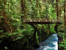 The Magical Rainforests Of Olympic National Park National Park Vacation National Parks Olympic National Park