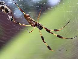 The large, brightly colored species of spider native to the warmer regions of the americas, can grow up to about two inches in size, not including leg span. Spiders General Common Pests In South Florida Advantage Pest Related Services