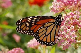 Many milkweeds are clonal, meaning plants in a to get lots of diversity, collect seeds from plants in many areas. Free Milkweed Seeds To Help Monarch Butterflies Available On Earth Day At The Maritime Aquarium
