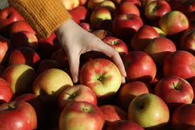 Cultivate ideas and grow your knowledge. How Climate Change Is Threatening The Apples Used To Make Craft Cider Bloomberg