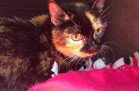 Missing Cat Returns Home After 10 Years Ready To Say Goodbye Cole Marmalade Crazy Cats Cats Animals Friends