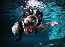 Underwater Dogs Underwater Dogs Dog Swimming Boston Terrier Dog
