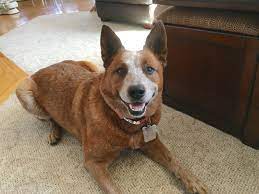 Helping A Red Heeler Become A Follower Dog Gone Problems
