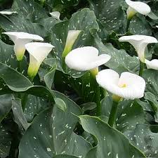 Image result for Zantedeschia aethiopica