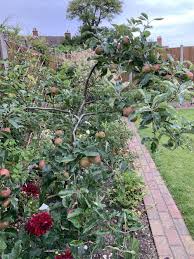 One of the secondary branches on my apple tree broke just where it joins the main branch: Dwarf Apple Tree Branch S Bending Bbc Gardeners World Magazine