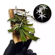 Image result for Aerangis kirkii