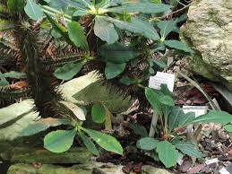 Image result for Euphorbia chevalieri