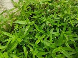 Image result for Kohautia cynanchica