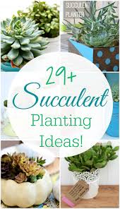 There are detailed instructions on building the box from scratch and adding the hexagon shapes to the design. 29 Amazing Succulent Planting Ideas Mom 4 Real
