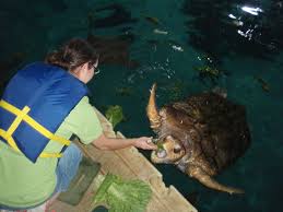 Feeding Sea Turtles At Adventure Aquarium Camden New Jersey Amazing Aquariums Public Aquarium Aquarium