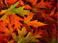 Fall Senior's Day — Woodland Lakes Christian Camp