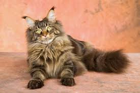 Our email address is dreamcoon@yandex.com i'll try to answer you shortly. Get To Know The Maine Coon A Gentle Giant Bred By Nature Catster