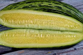 Image result for Cucumis meeusei