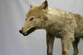 Order a unlocking japanese with paul noble today from whsmith. Extinct Japanese Wolf May Hold Key To Unlocking Origins Of Dogs The Japan Times