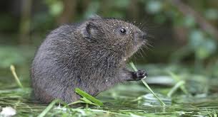 Kitty litter would you believe that people have been using kitty litter for years when trying to deter voles? Are Voles Active During The Winter