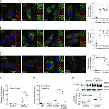 Check spelling or type a new query. Escrt Complex Recruited To Llome Damaged Lysosomes Promotes Cell Download Scientific Diagram