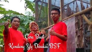 Aplikasi budidaya / berternak maggot bsf. Cara Membuat Kandang Murah Dan Yang Disukai Bsf Budidaya Bsf Modern Tanpa Bau Black Soldier Fly Soldier Cara